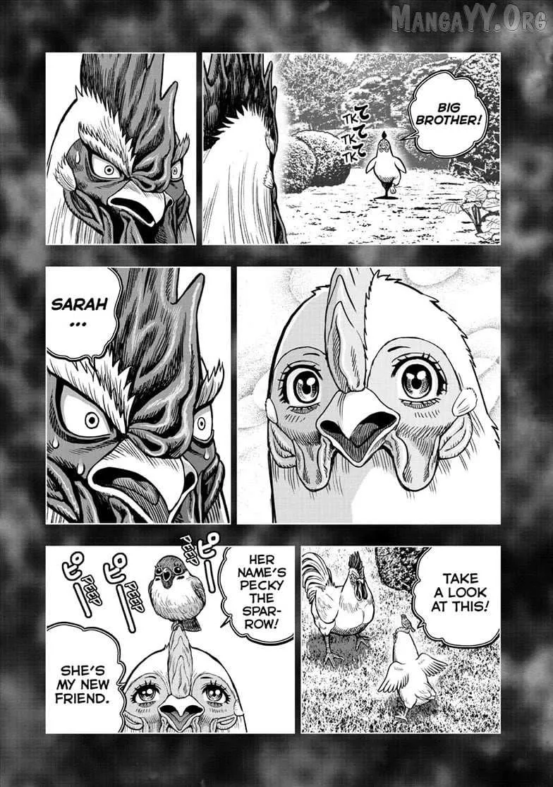 Read Rooster Fighter EN Manga Online