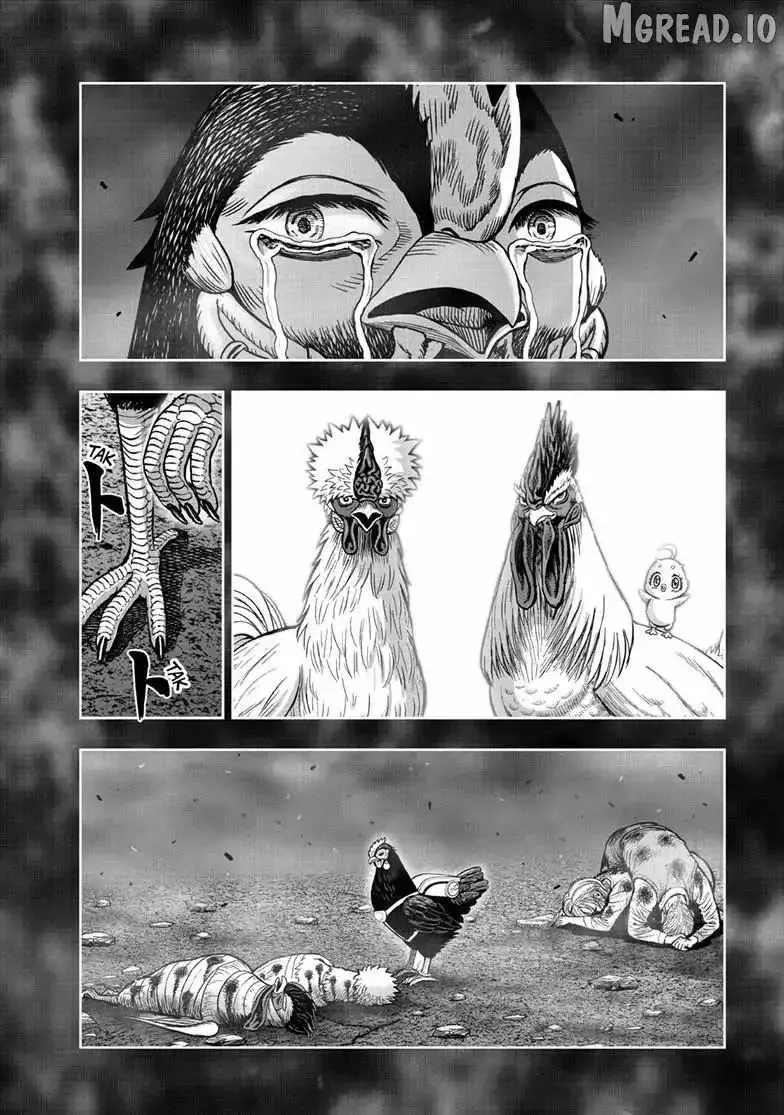 Read Rooster Fighter EN Manga Online