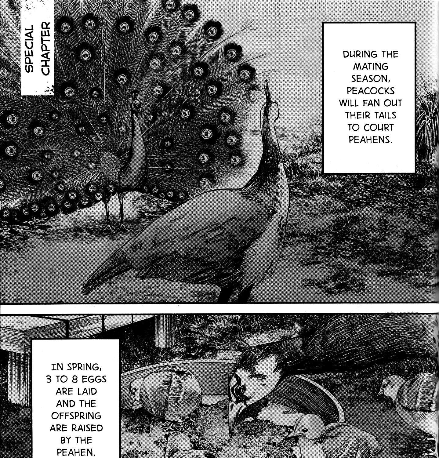 Read The Summer Hikaru Died EN Manga Online